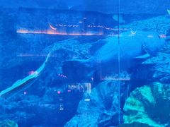 -迪拜水族馆及水下动物园