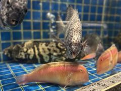 -飞尝蚝·顺德菜·鱼生(顺德总店)