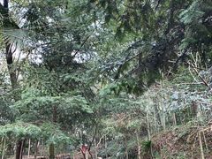 -上海佘山国家森林公园天马山园