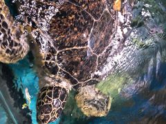 -烟台海昌鲸鲨海洋公园