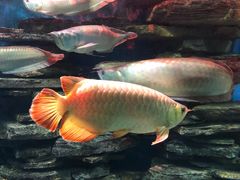 -多彩贵州城极地海洋世界