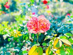 -大兴滨河森林公园