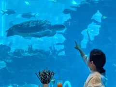 -海棠湾洲际-涛·海底餐厅·美人鱼·自助餐·海底隧道
