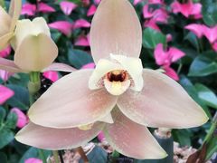 -北京植物园-展览温室