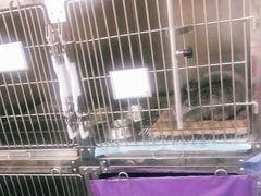 -宠爱国际动物医院·疑难骨科·心肾内科·皮肤科(太阳宫店)