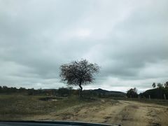 -乌兰布统草原