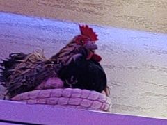 -山河屯铁锅炖(哈西站店)