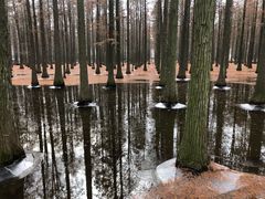 -渌洋湖湿地公园