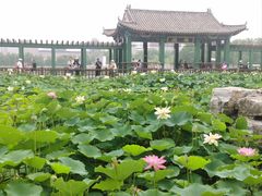 -莲花池公园