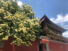 -塔尔寺-菩提树