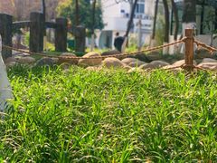 -成都市活水公园