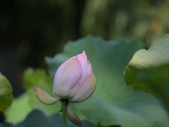-莲湖公园