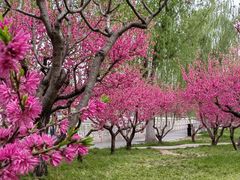 -莲花池公园