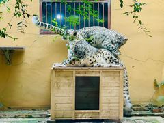 -青藏高原野生动物园