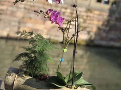 -西湖外事游船(花港观鱼码头)