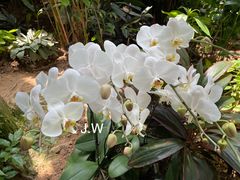 -上海辰山植物园