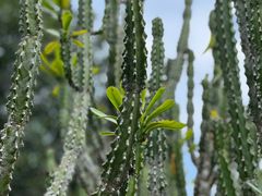 -中国科学院西双版纳热带植物园