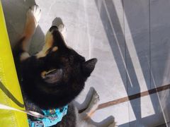 -北京派仕佳德动物医院·超导核磁·CT·神经科·骨科·内外科·急重症管理中心