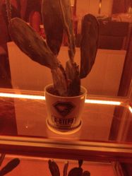 -G-STEPS舞蹈工作室