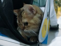 -伟伟宠物医院·CT影像中心·瑞派犬猫综合性门诊(汉口总院)