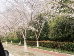 -高东镇樱花园