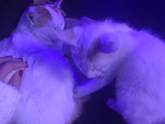 -星宿秘码(鼓浪屿老店)