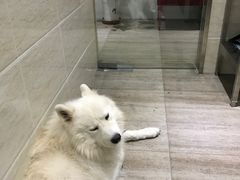 -暖阳宠物医院·犬猫康复中心·骨科