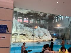 -帝企鹅自助餐厅•儿童岛•真企鹅(长隆企鹅酒店)