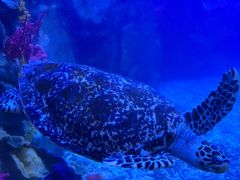 -太平洋海底世界