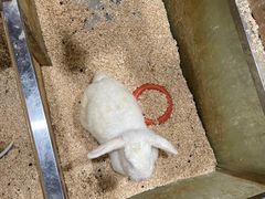-上海大自然野生昆虫馆(东方明珠·爬宠昆虫探索中心)