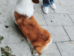 -宠颐生动物医院·心脏科·保险定点(锦阳分院)