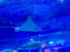 -海合安武汉极地海洋公园