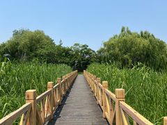-溱湖国家湿地公园