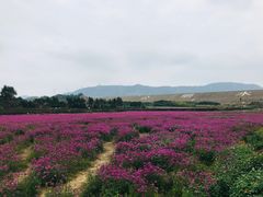 -光明小镇欢乐田园