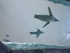 -珠海长隆海洋王国