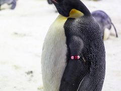 -珠海长隆海洋王国
