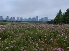 -洋湖国家湿地公园