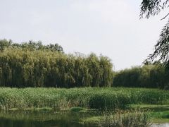 -东坝千亩湖公园