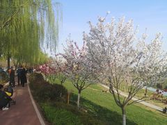 -洨河生态公园