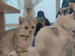 -共舞时光猫咖·狗咖(新街口店)