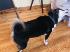 -柴犬高等学院·狗咖·柴犬售卖·宠物训练