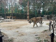 -上海野生动物园老虎餐厅