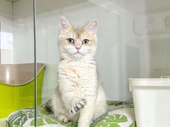 -青奢宠物·青奢猫舍