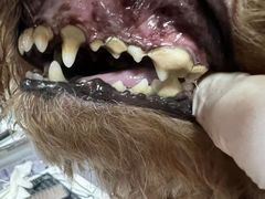 -宠福鑫康馨动物医院·骨科·眼科