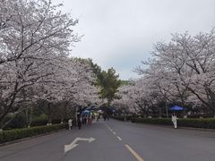 -武汉大学-樱园