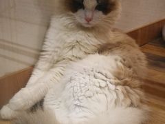-袖虎·猫馆(体育西路店)