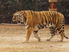 -上海野生动物园老虎餐厅