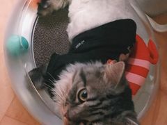 -猫大福·Fortune Cat猫舍(百子湾店)