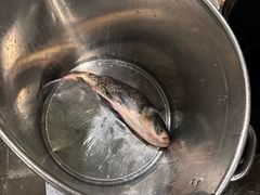 -新概念来凤鱼(璧山店)