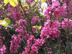 -南汇桃花村